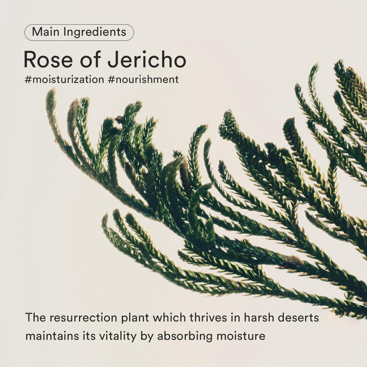 Abib – Jericho Rose Bifida Serum Firming Drop – Sérum Reafirmante con Rosa de Jericó y Bifida (30ml)